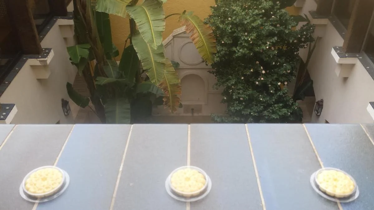 Coupelles de gel répulsif anti-pigeons posées sur un rebord